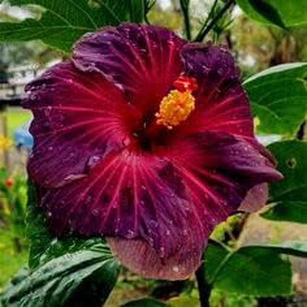 Purple Maroon Hibiscus Flower seeds for Planting – Colorful Display, Heirloom & GMO Free Seeds for Home Garden