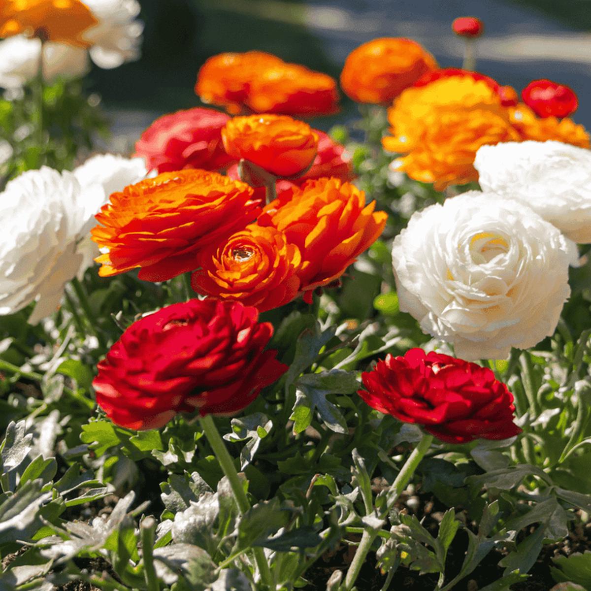 Ranunculus Flower Seeds for Planting  Premium Quality Heirloom Non-GMO Organic Garden Seeds