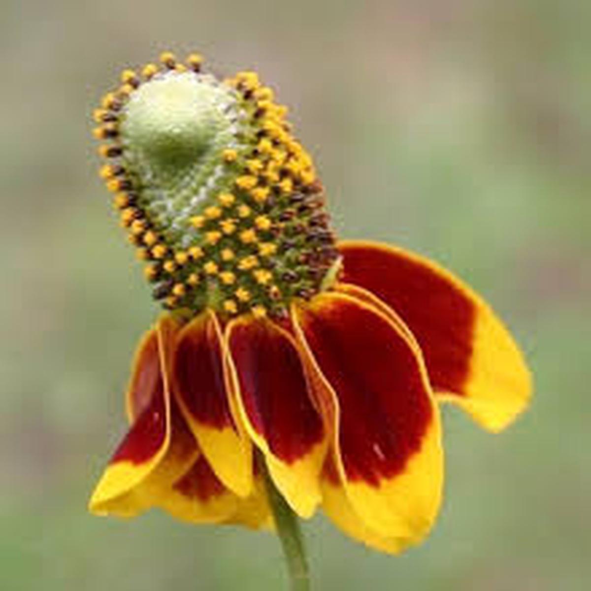Ratibida Columnifera Flower seeds for Planting Garden Favorite Heirloom & GMO Free Seeds for Home Garden