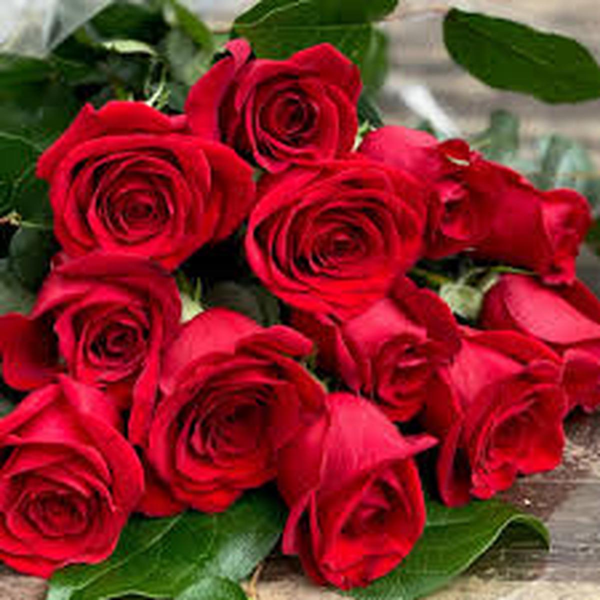 Red Rose Flower Seeds for Planting Heirloom, Non-GMO, High Germination, Organic Garden Seeds for Home Gardens