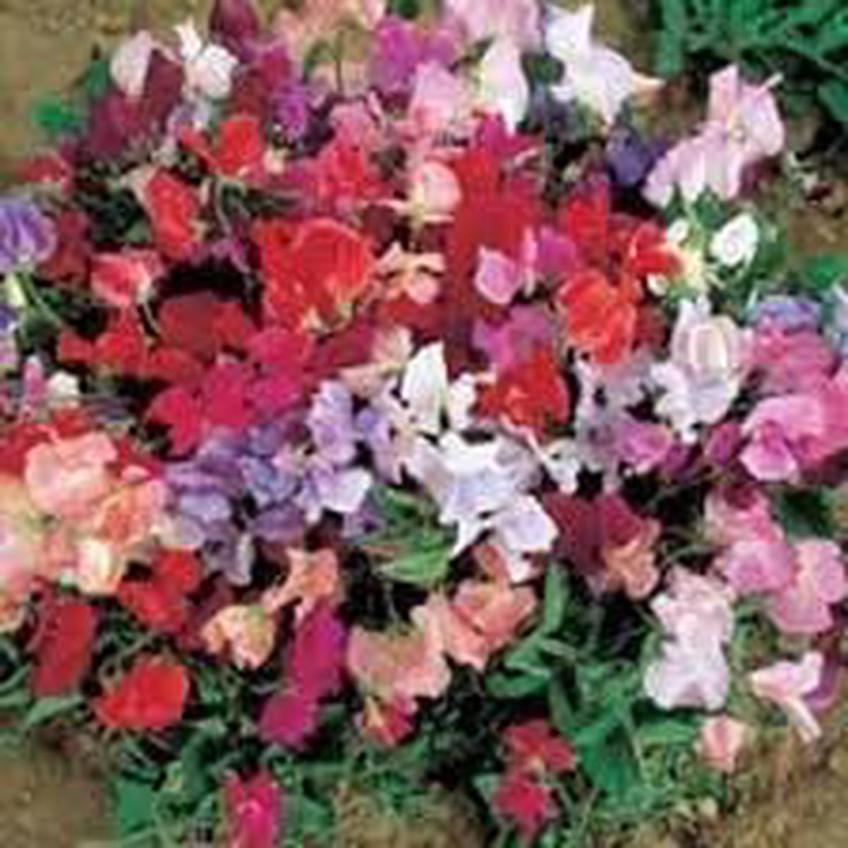 Sweet Pea Cupid Flower Seeds for Planting Heirloom Non-GMO Seeds, High Germination Fragrant Compact Blooms