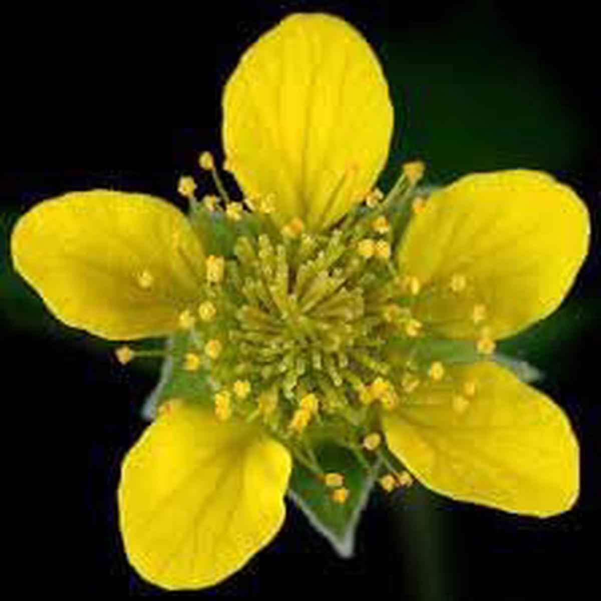 Urbanum Flower seeds for Planting Cut Flower Favorite Heirloom & GMO Free Seeds for Home Garden