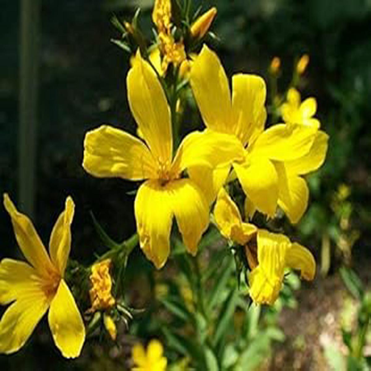 Yellow Linum Flavum Flower seeds for Planting – Shade Tolerant, Heirloom & GMO Free Seeds for Home Garden