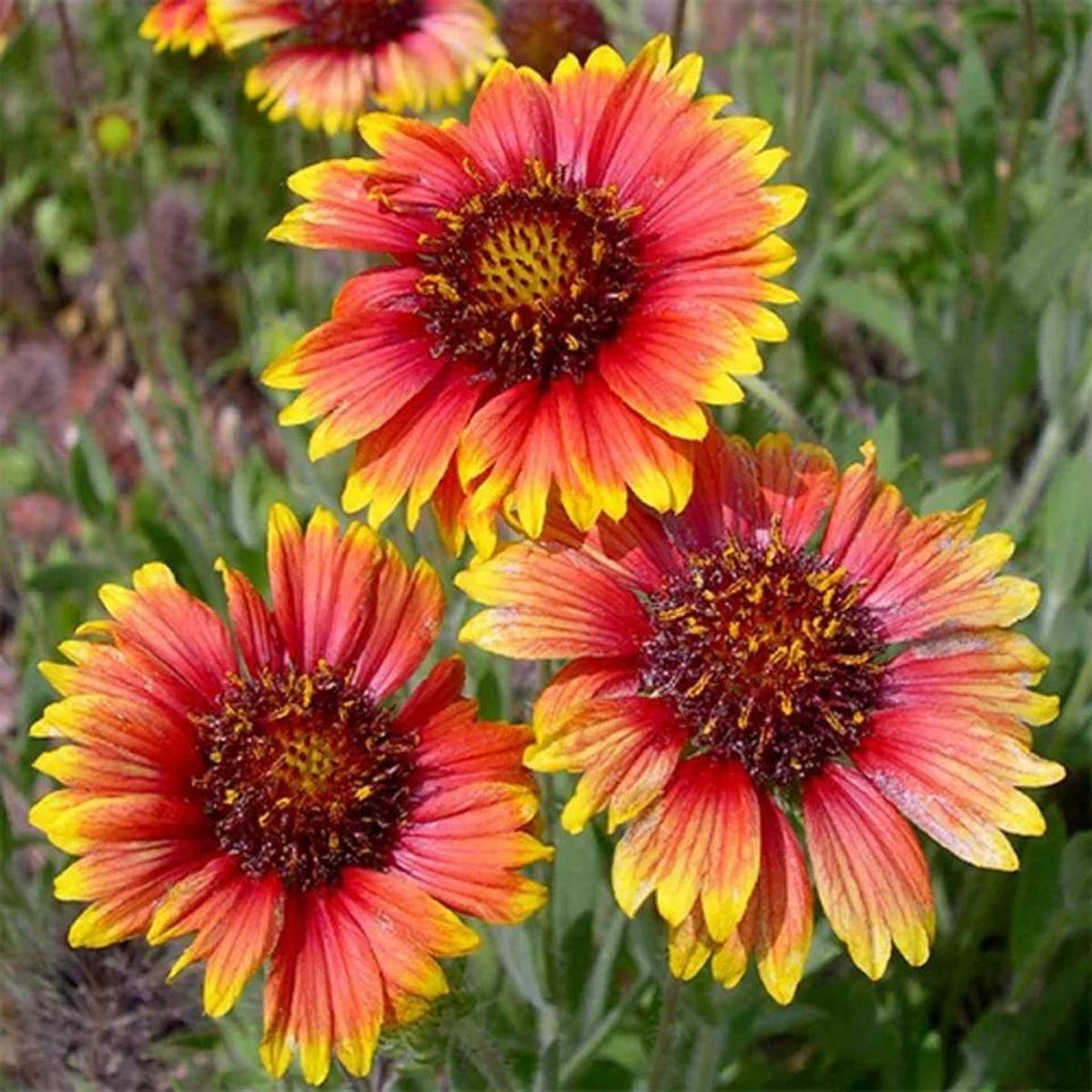 Yellow Red Aristata Flower seeds for Planting – Perfect for Borders, Heirloom & GMO Free Seeds for Home Garden