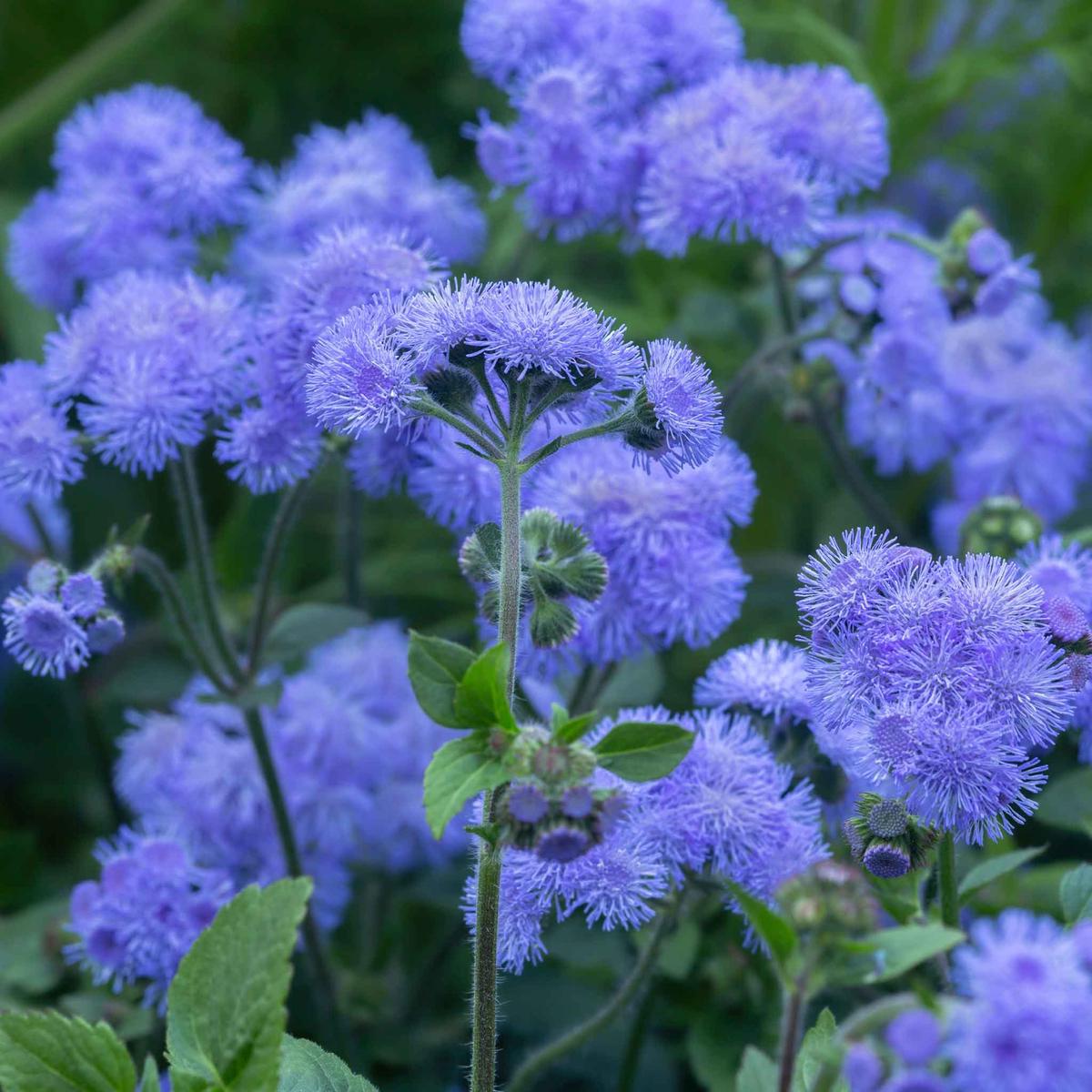 Ageratum Floss Flower Seeds for Planting Heirloom, Non-GMO, Easy to Grow, Annual