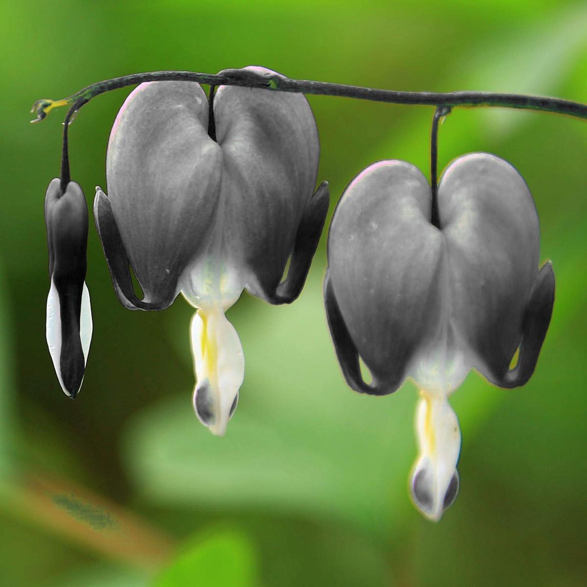 Black Heart Flower seeds for Planting – Cut Flower Favorite, Heirloom & GMO Free Seeds for Home Garden