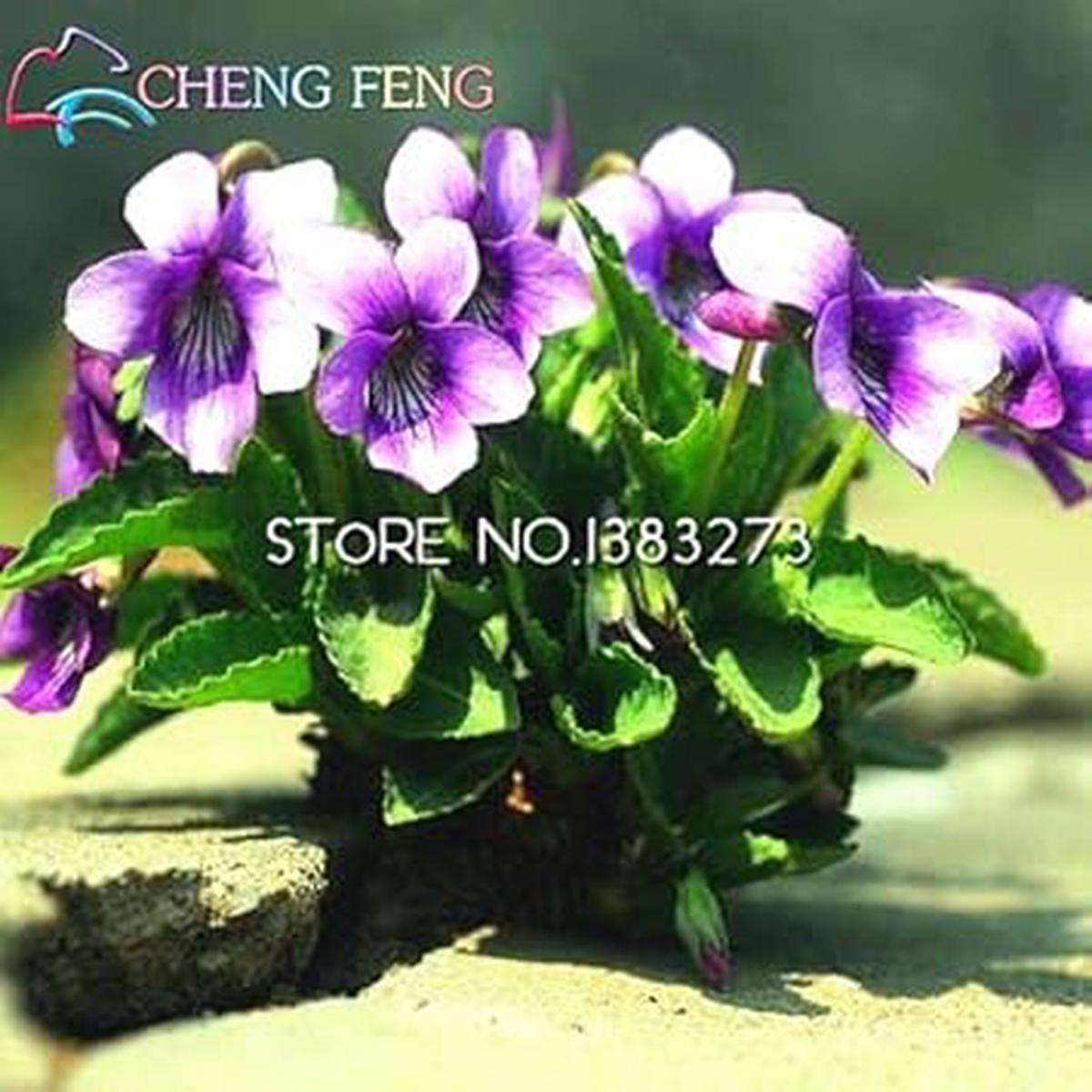 Blue Viola Mandshurica Flower seeds for Planting – Easy to Grow, Heirloom & GMO Free Seeds for Home Garden
