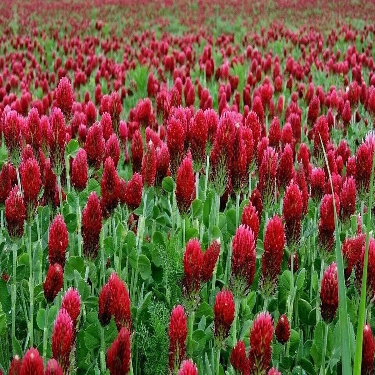 Clover CRIMSON RED SEEDS – Pollinator Food – Cover Crop  Heirloom, Non-GMO, High Germination Organic Garden Seeds