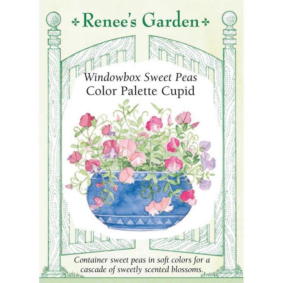 Cupid Color Palette Windowbox Sweet Pea Flower Seeds