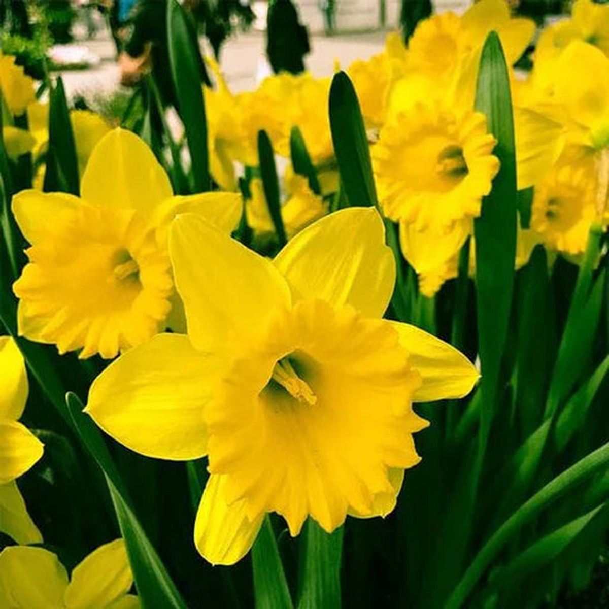 Daffodils Planting Seeds Collection Brighten Your Garden with Vibrant Blooms