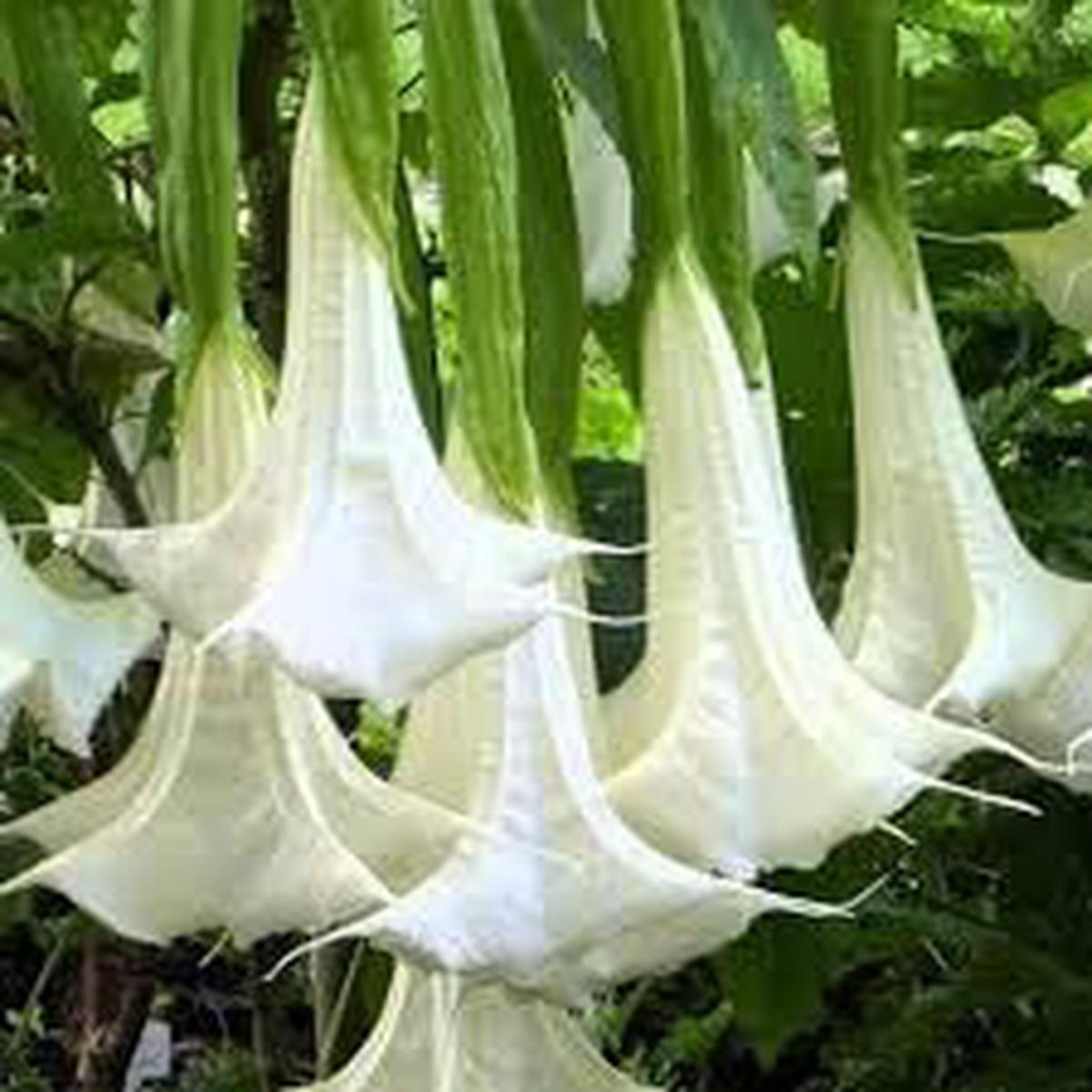 Engelstrompete Flower Seeds for Planting Heirloom, Non-GMO, High Germination Organic Garden Seeds