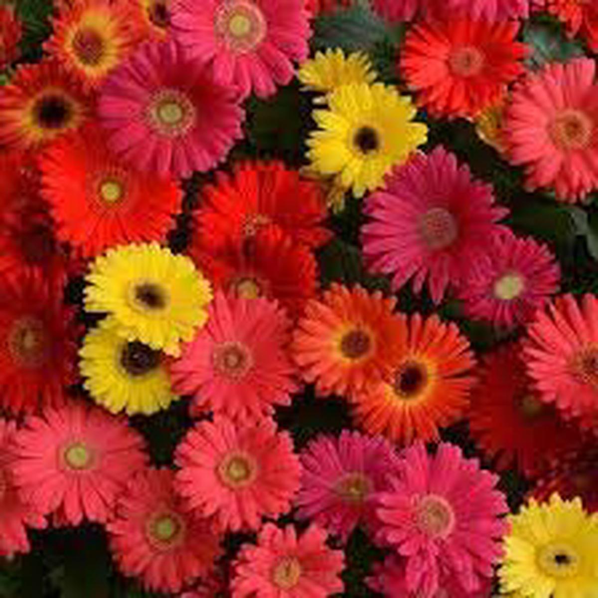 Gerbera Flower Seeds for Garden Non-GMO, Heirloom, High Germination Seeds