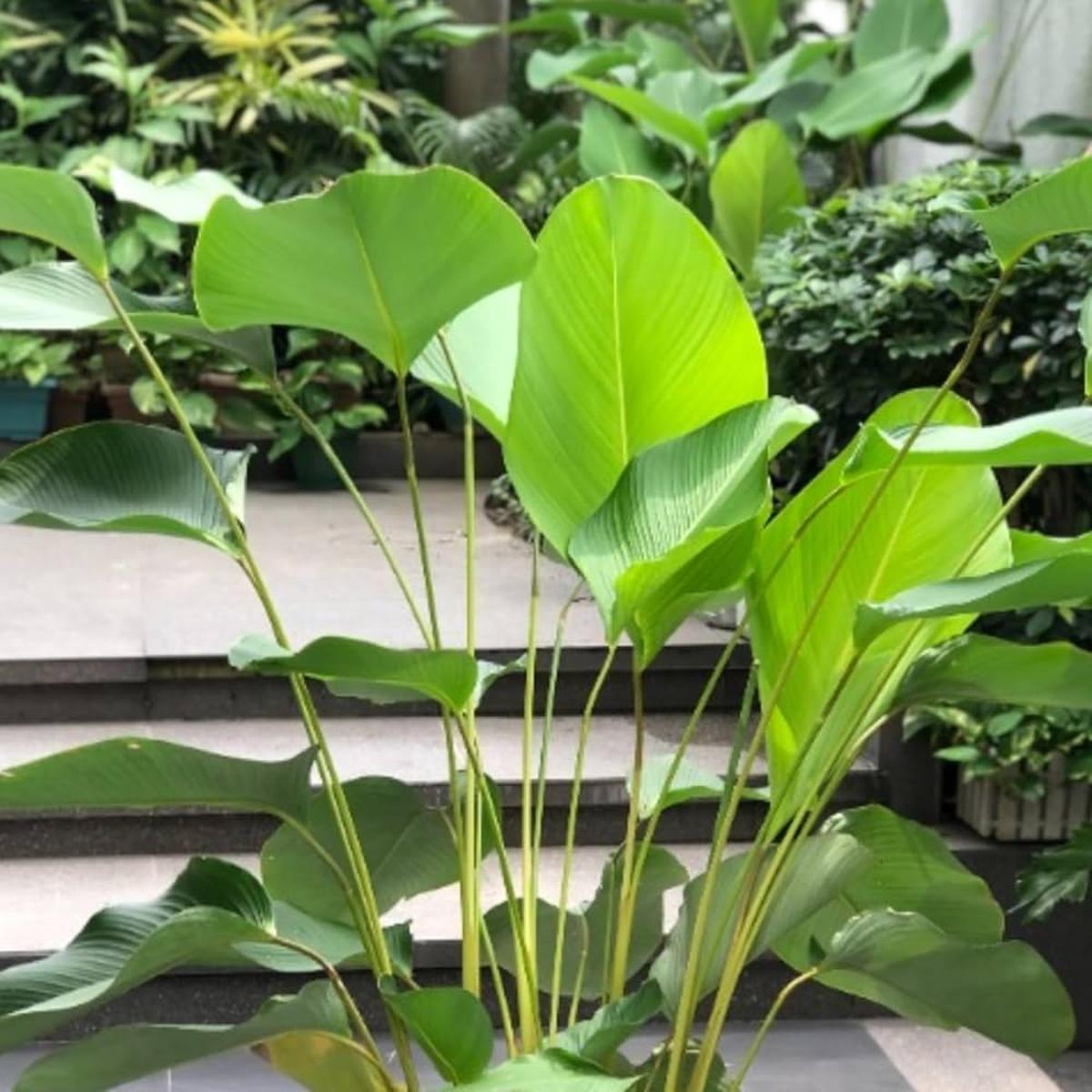 Green Calathea Flower Seeds for Planting  Heirloom Non-GMO, High Germination Organic Garden Seeds