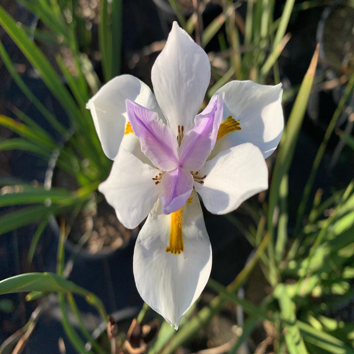 Heirloom Iridioides Flower Seeds, Non-GMO Hardy Perennial Blooms for Garden Planting