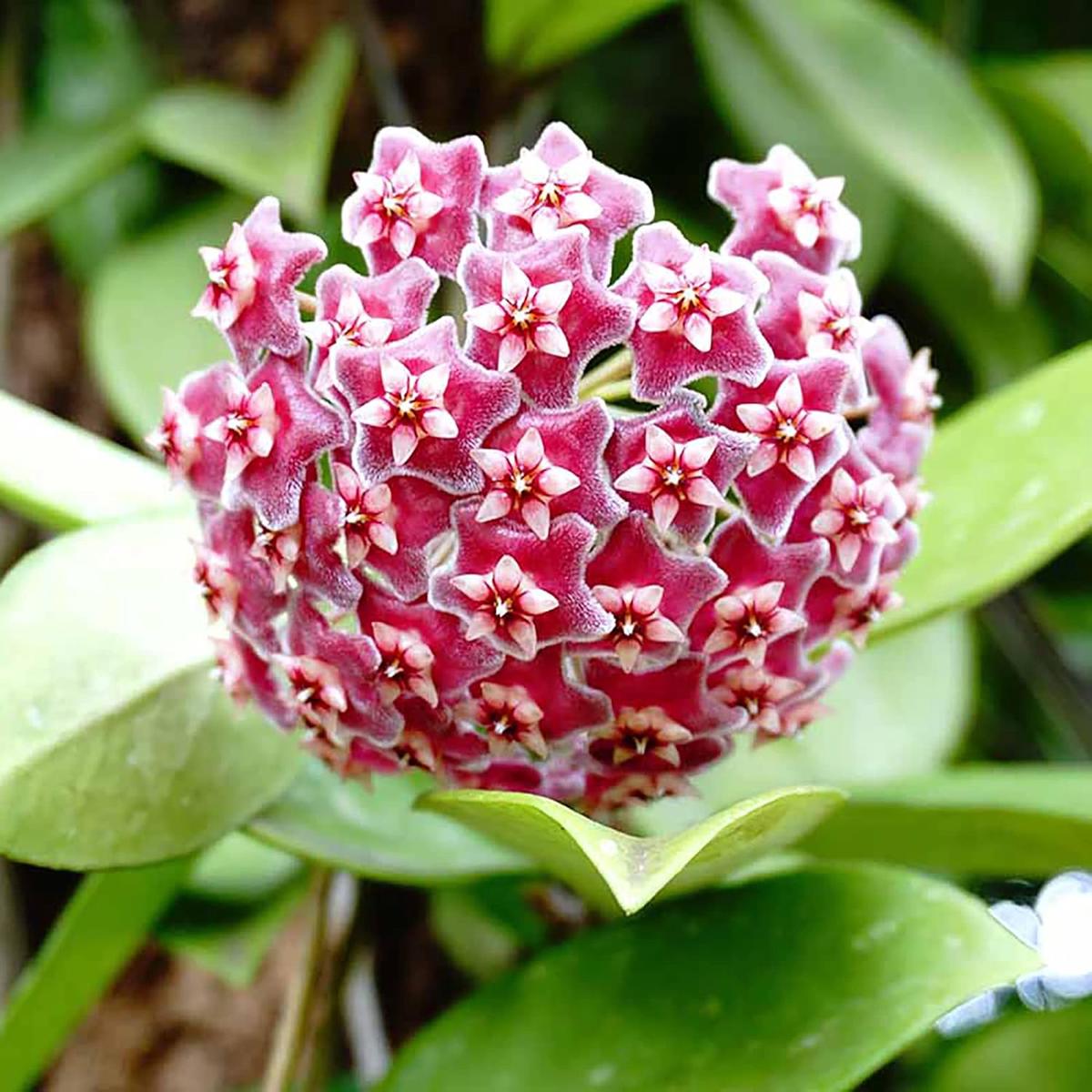 Hoya Carnosa Seeds (Wax Plant) – Attractive Waxy Foliage, Unique Growth Habit, Fragrant Star-Shaped Flowers, Low-Maintenance Houseplant for Hanging Basket – 100 Pieces