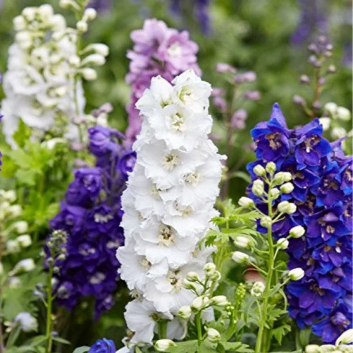 Larkspur Flower Seeds for Planting | Heirloom Non-GMO High Germination Organic Garden Seeds