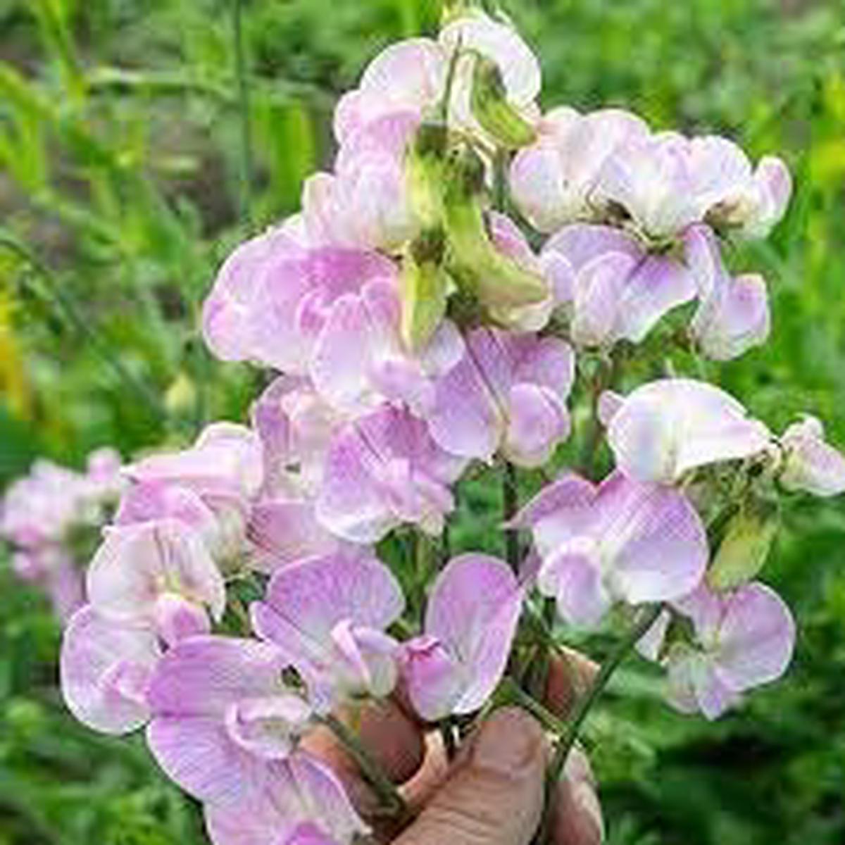 Lathyrus Latifolius Flower Seeds for Planting Seasonal Bloomer, Heirloom, Non-GMO, High Germination