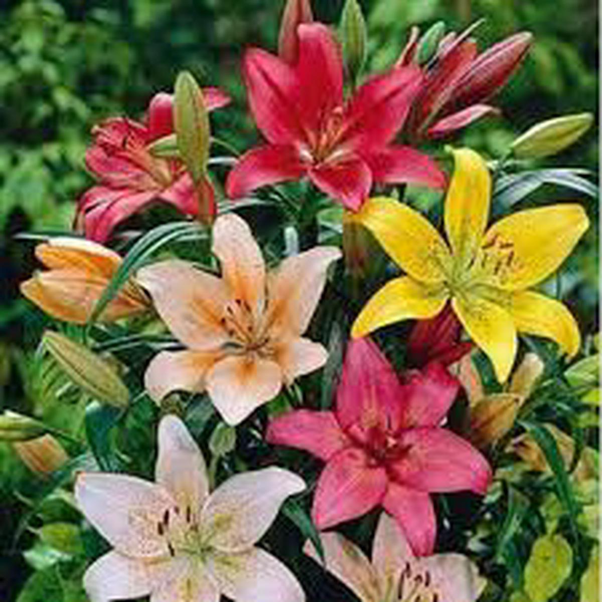 Mixed Lilium Flower Seeds for Planting Heirloom NonGMO LowMaintenance Organic Garden Seeds Sale