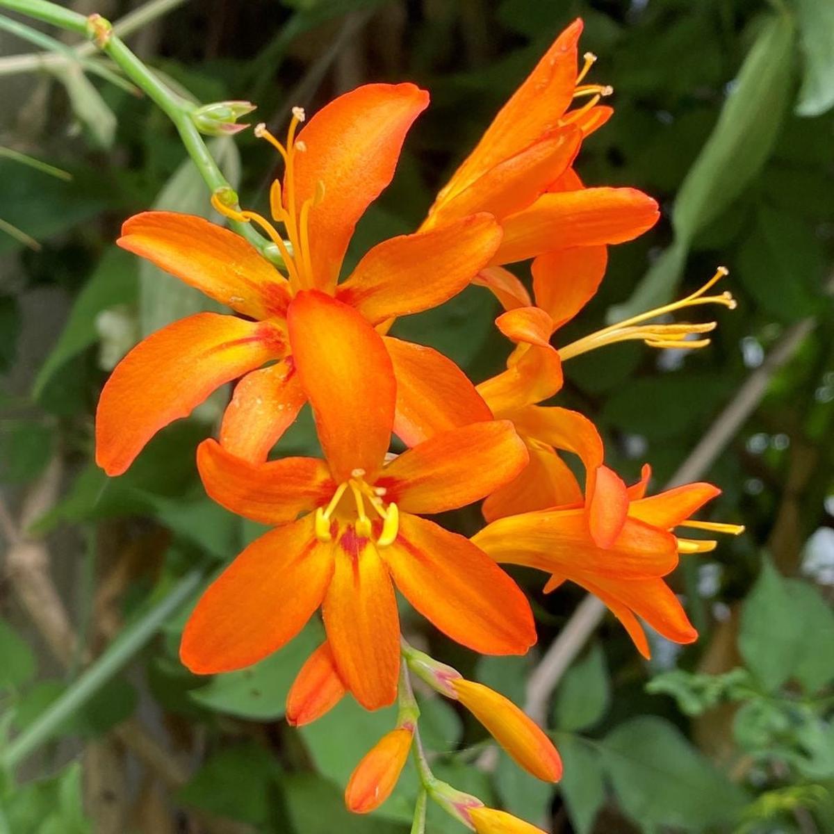 Orange Crocosmia flower seeds for planting – Heirloom and Non-GMO garden seeds