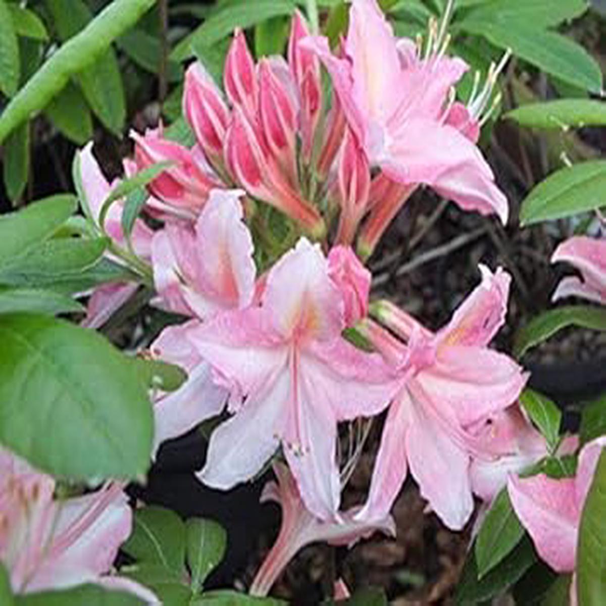 Pale Pink Rhododendron Seeds for Planting  Organic, Heirloom, Non-GMO, High Germination Organic Garden Seeds