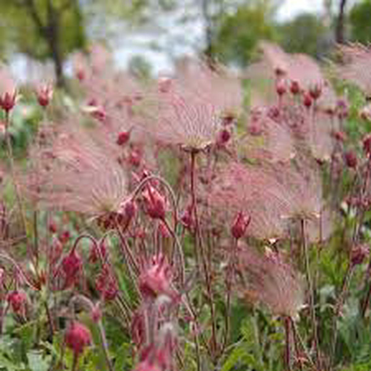 Prairie Flower Seeds for Planting  Heirloom, Non-GMO Wildflower Mix for Pollinator-Friendly Gardens