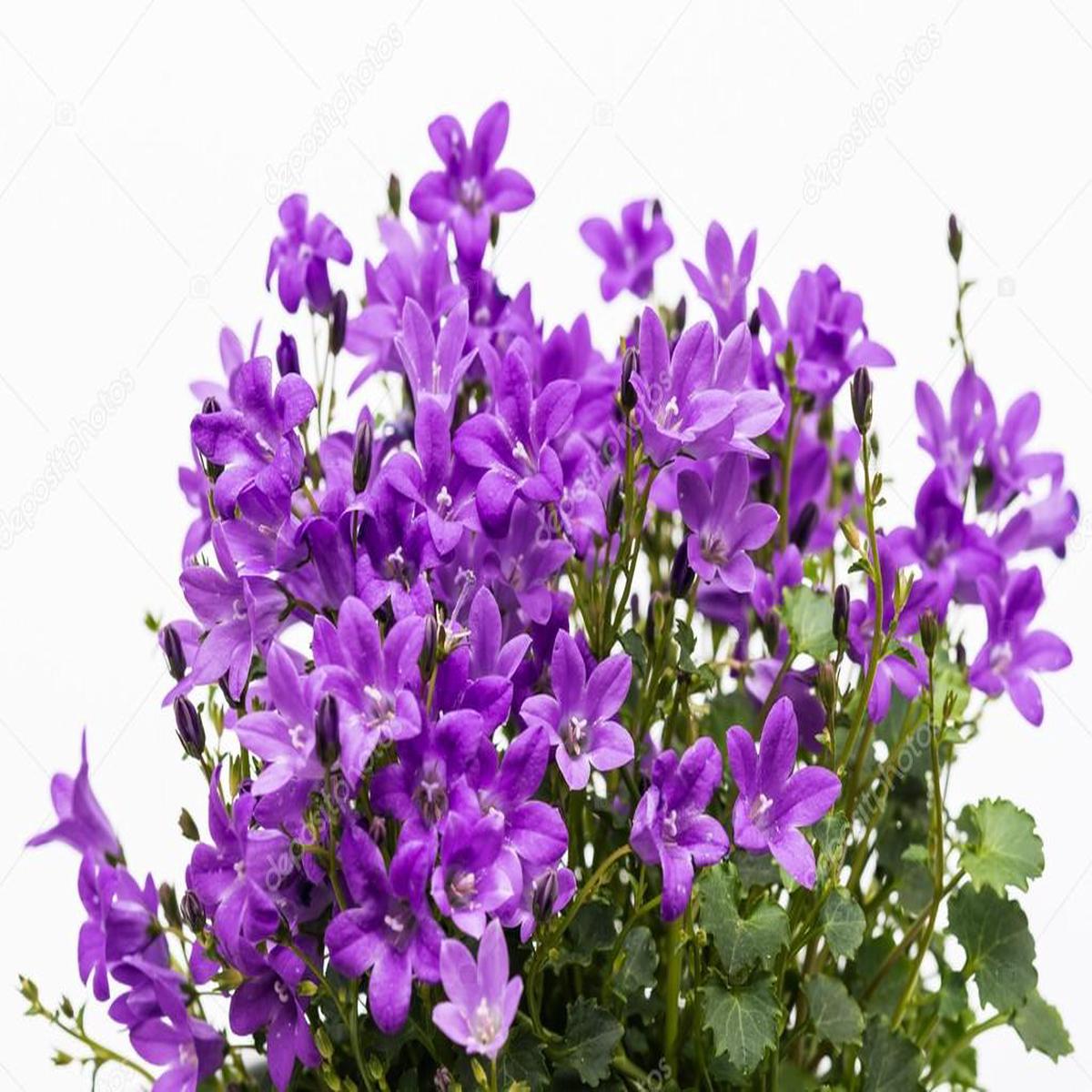 PurplebPortenschlagiana Flower Seeds for Planting – 100 pcs