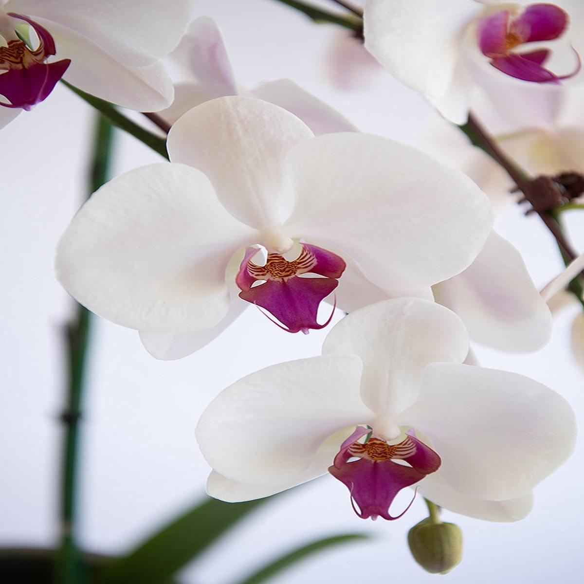 White Violet Phalaenopsis Orchid Flower Seeds for Planting Heirloom Non-GMO, High Germination Organic Seeds