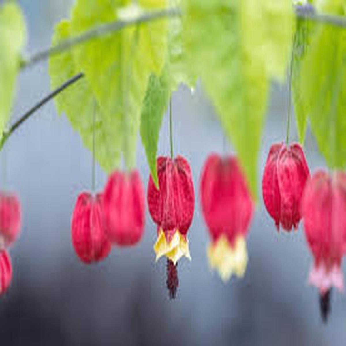 Abutilon Flower Seeds for Planting  Heirloom, Non-GMO, High Germination Organic Garden Seeds (100 pcs)