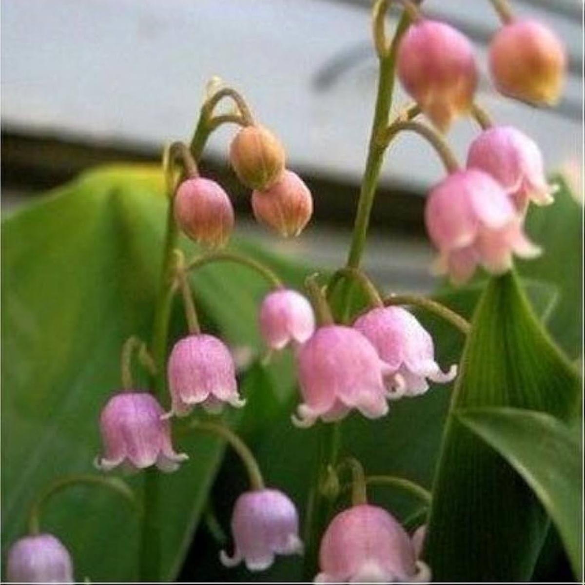 Pink Bell Orchid Flower Seeds Heirloom Non-GMO Rare Blooms for Garden Planting