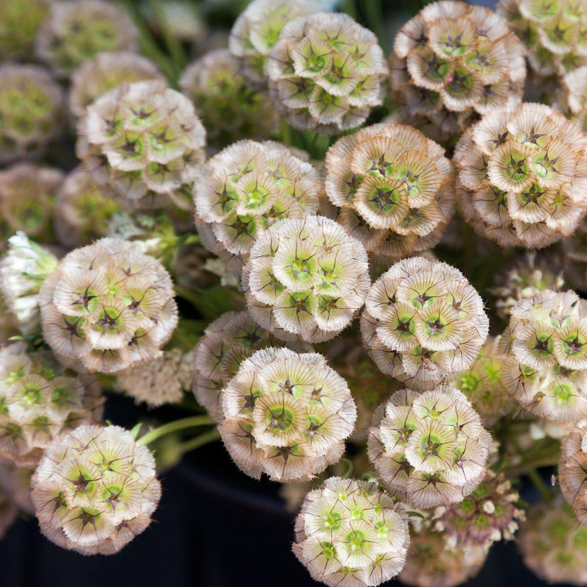 Heirloom Non-GMO Drumstick Scabiosa Flower Seeds for Planting  Unique Globe-Shaped Garden Blooms