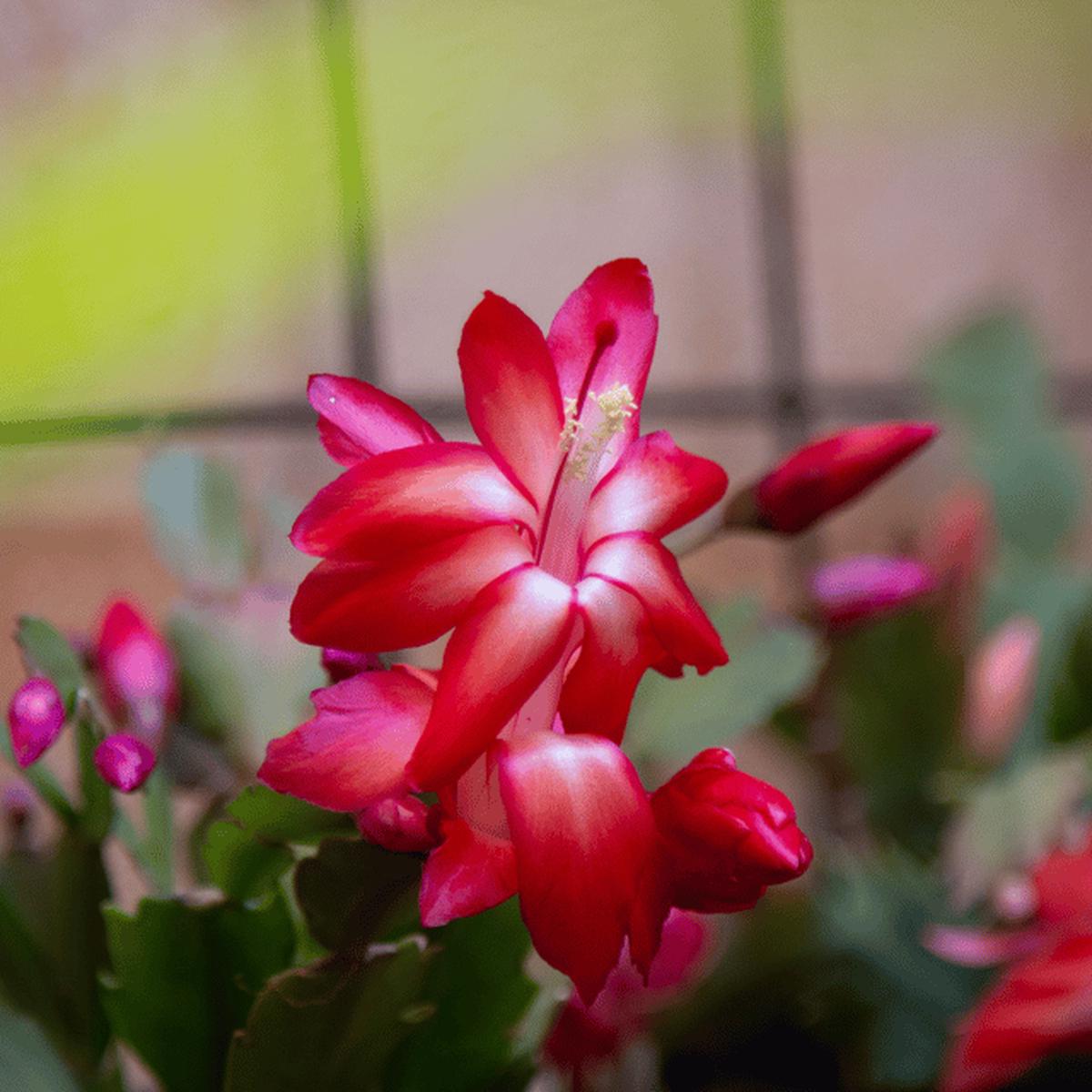 Deep Red Schlumbergera Flower Seeds for Planting Heirloom, Non-GMO Long-Bloom Organic Garden Seeds