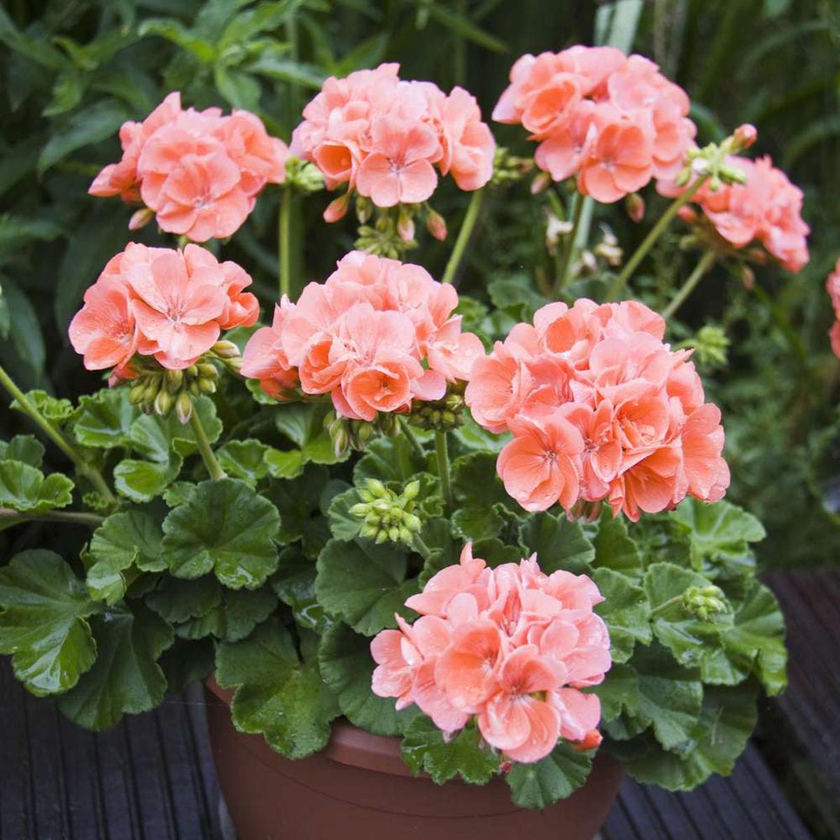 Pelargonium Flower Seeds for Planting  Heirloom, Non-GMO, Easy to Grow, Perennial Blooms
