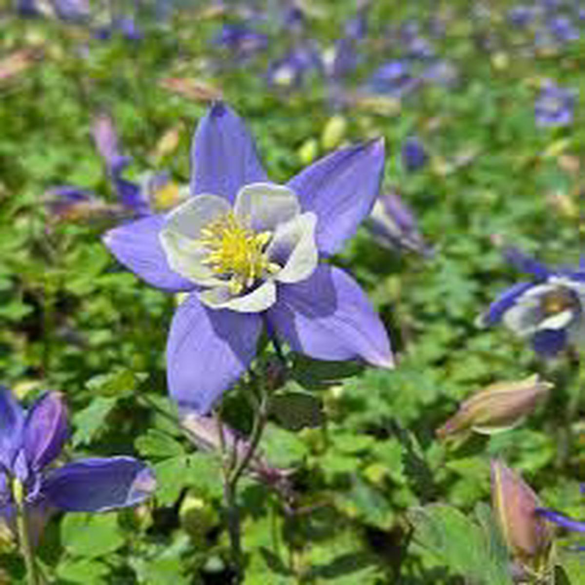 Blue White Aquilegia Flower Seeds for Planting Bright Blooms, Heirloom & Non-GMO Organic Garden Seeds