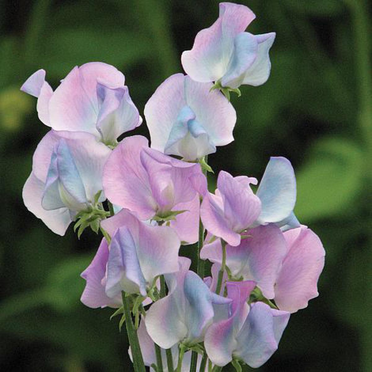 Sweet Pea ‘Turquoise Lagoon’ Flower Seeds for Planting Fragrant Heirloom Non-GMO Garden Seeds