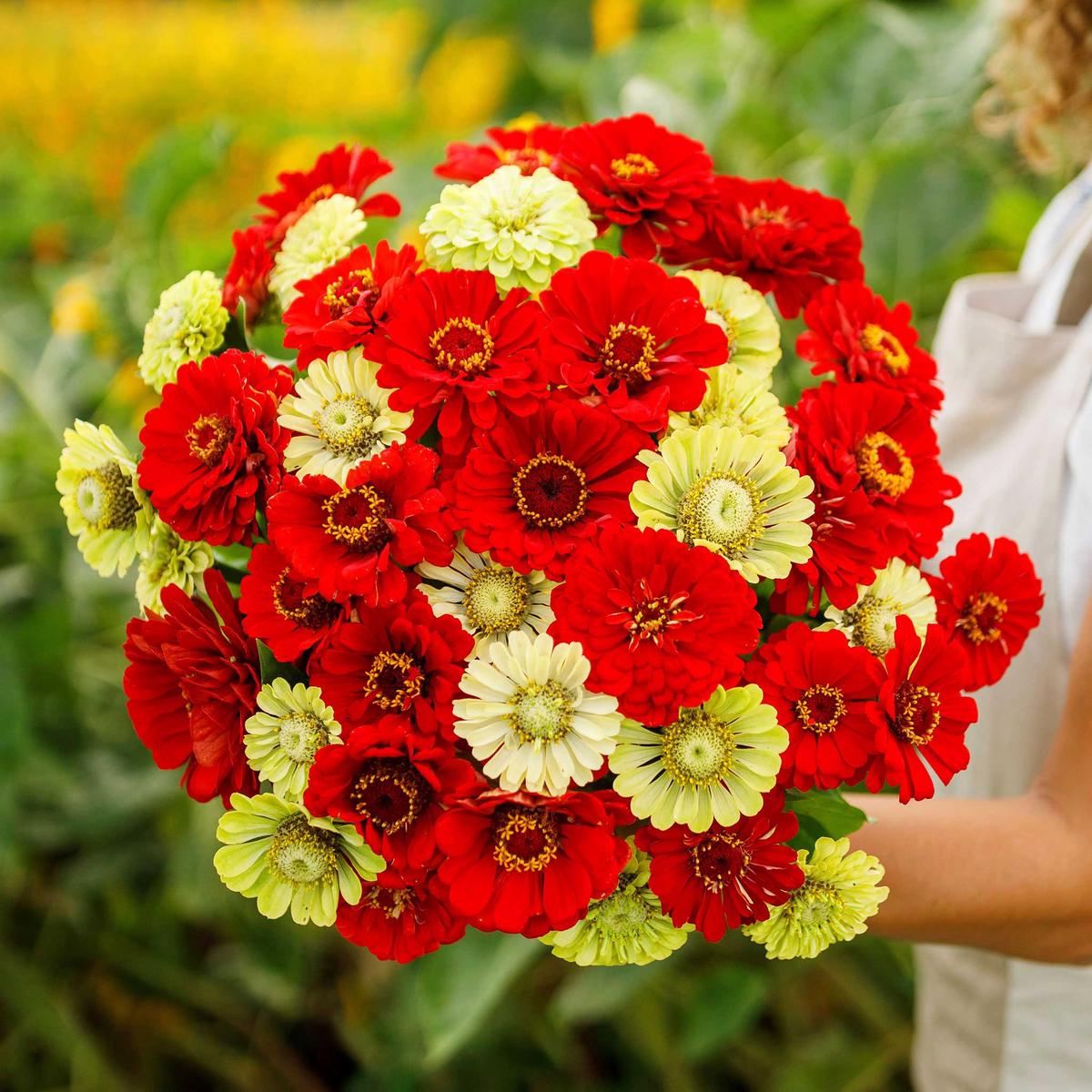 Zinnia Seeds - Christmas in July Mix