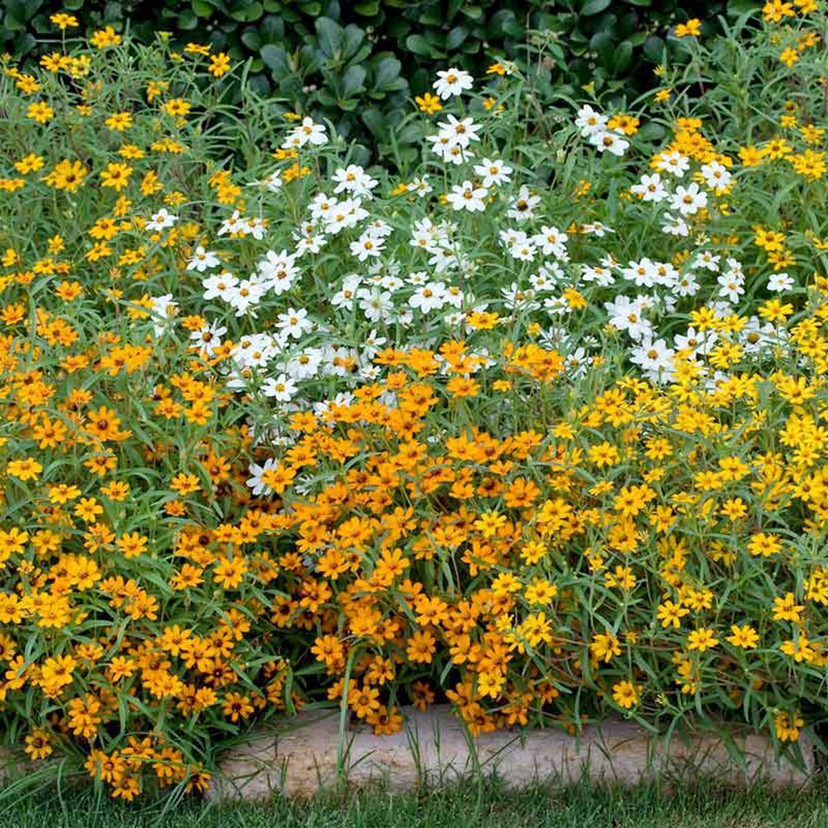 Zinnia Seeds - Linearis Mix