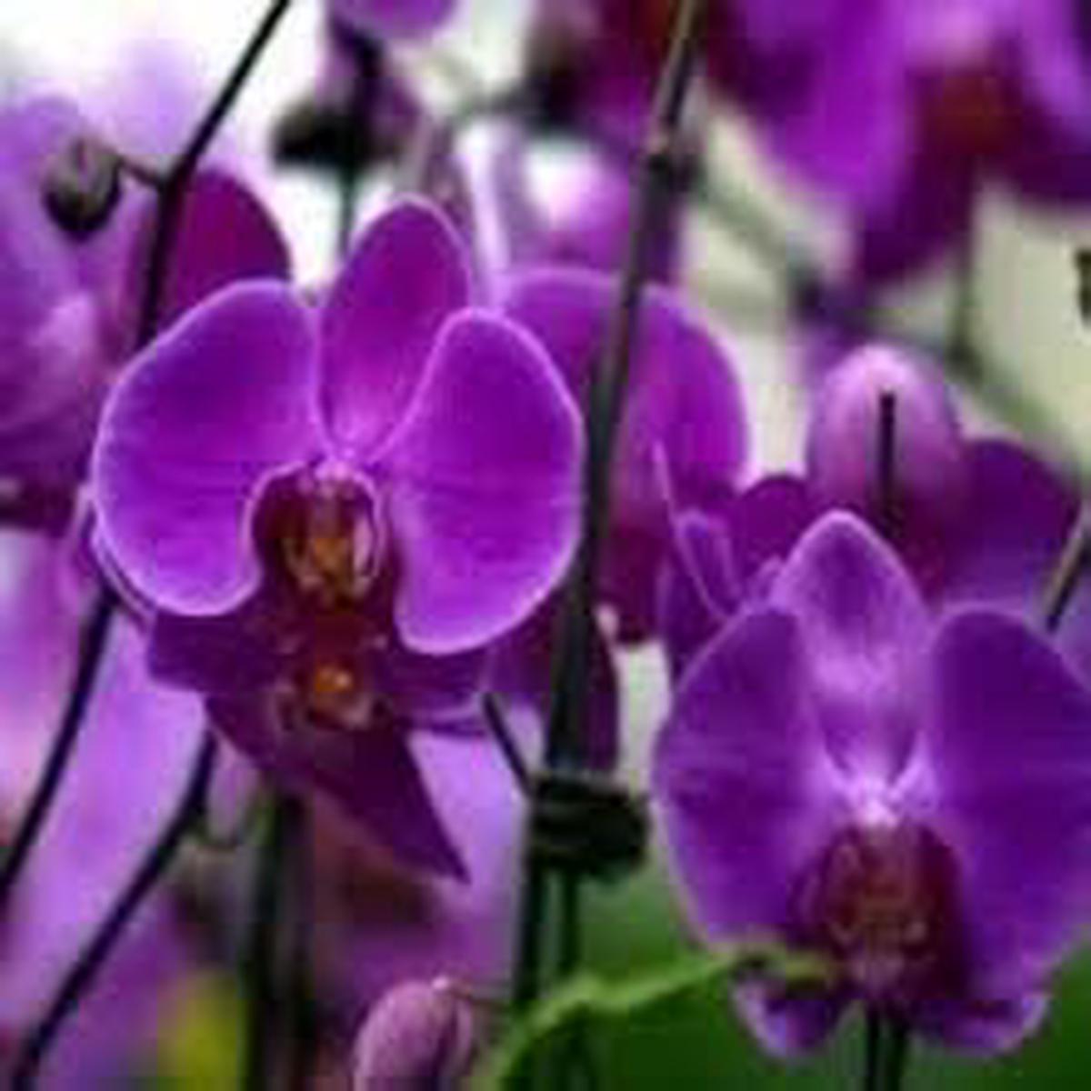 Butterfly Orchid Flower Seeds for Planting 100 pcs Heirloom, Non-GMO, High Germination Orchid Seeds