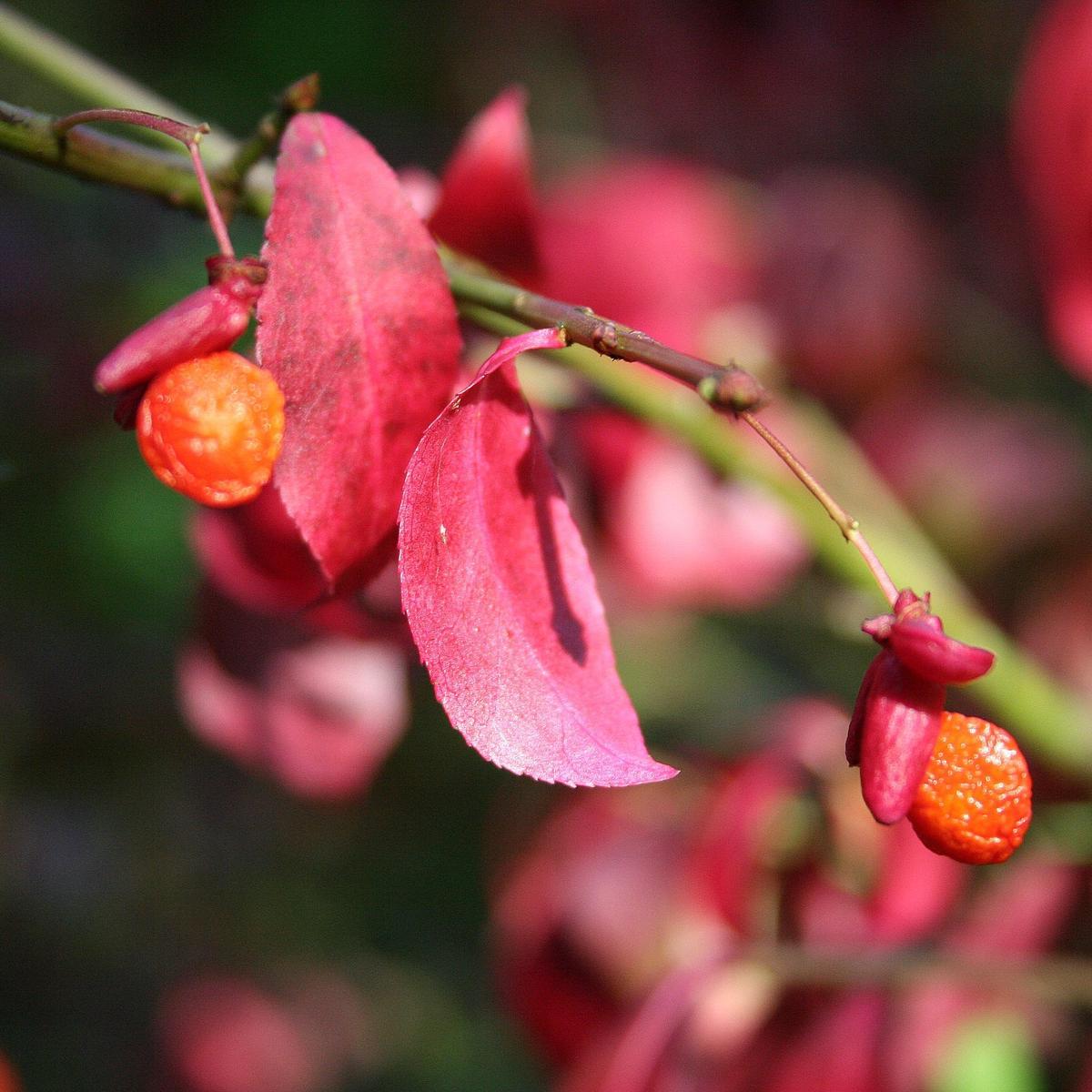 Organic Red Burning Bush Flower Seeds for Planting  Heirloom, Non-GMO