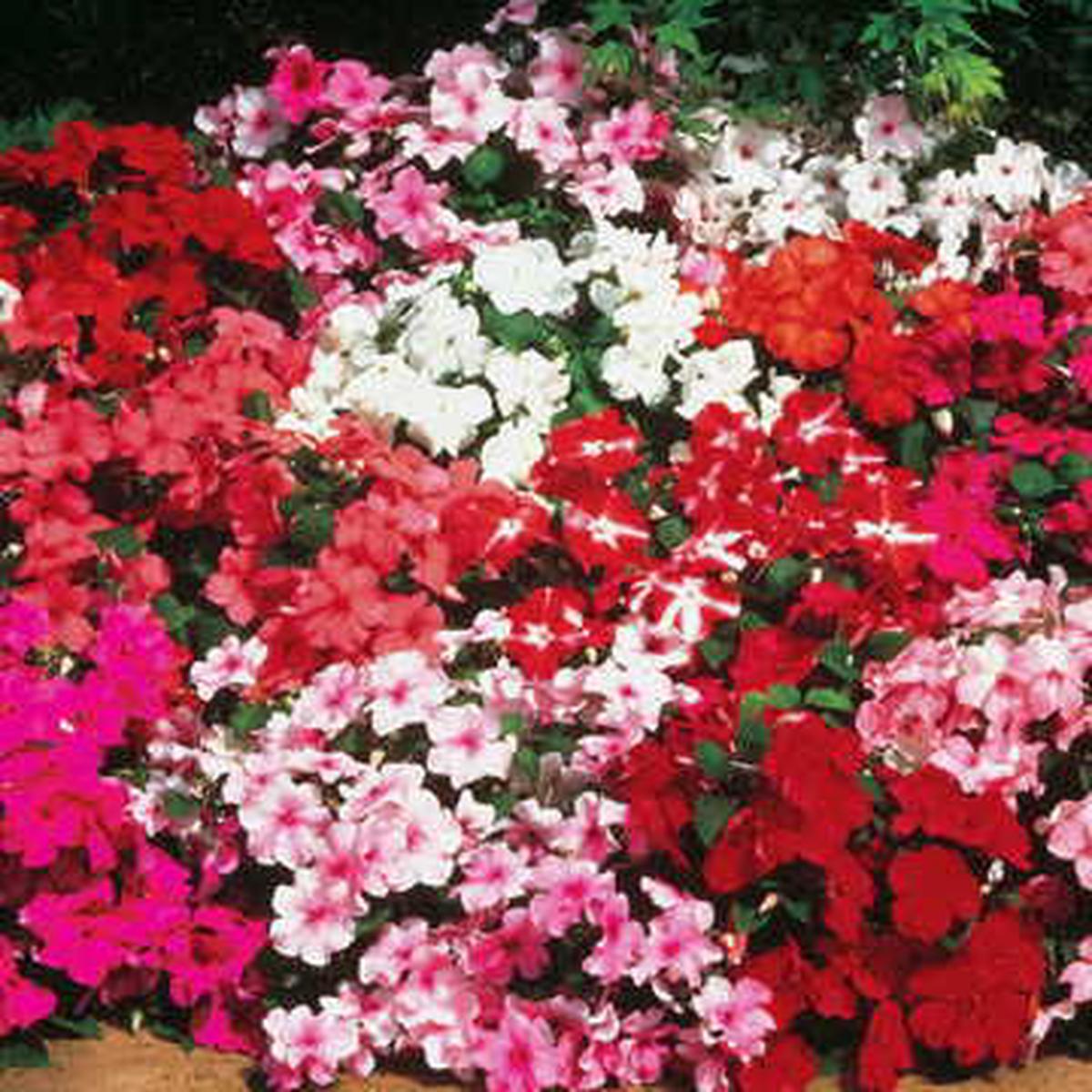 Accent Mix Impatiens Seeds | Multicolor Bedding Impatiens  Heirloom, Non-GMO, High Germination Organic Garden Seeds