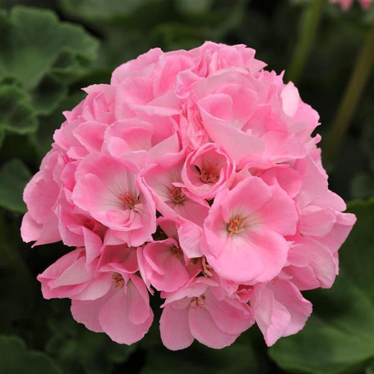 Light Pink Geranium Flores Flower Seeds for Planting  Heirloom, Non-GMO, Easy to Grow, High Germination