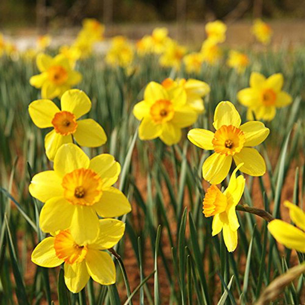 Yellow Daffodils Flower Seeds for Planting  Non-GMO, Heirloom, Spring Blooms