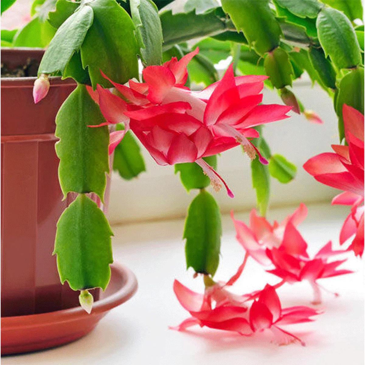 Zygocactus Flower Seeds for Planting Compact Growth, Heirloom, Non-GMO, High Germination Organic Garden Seeds