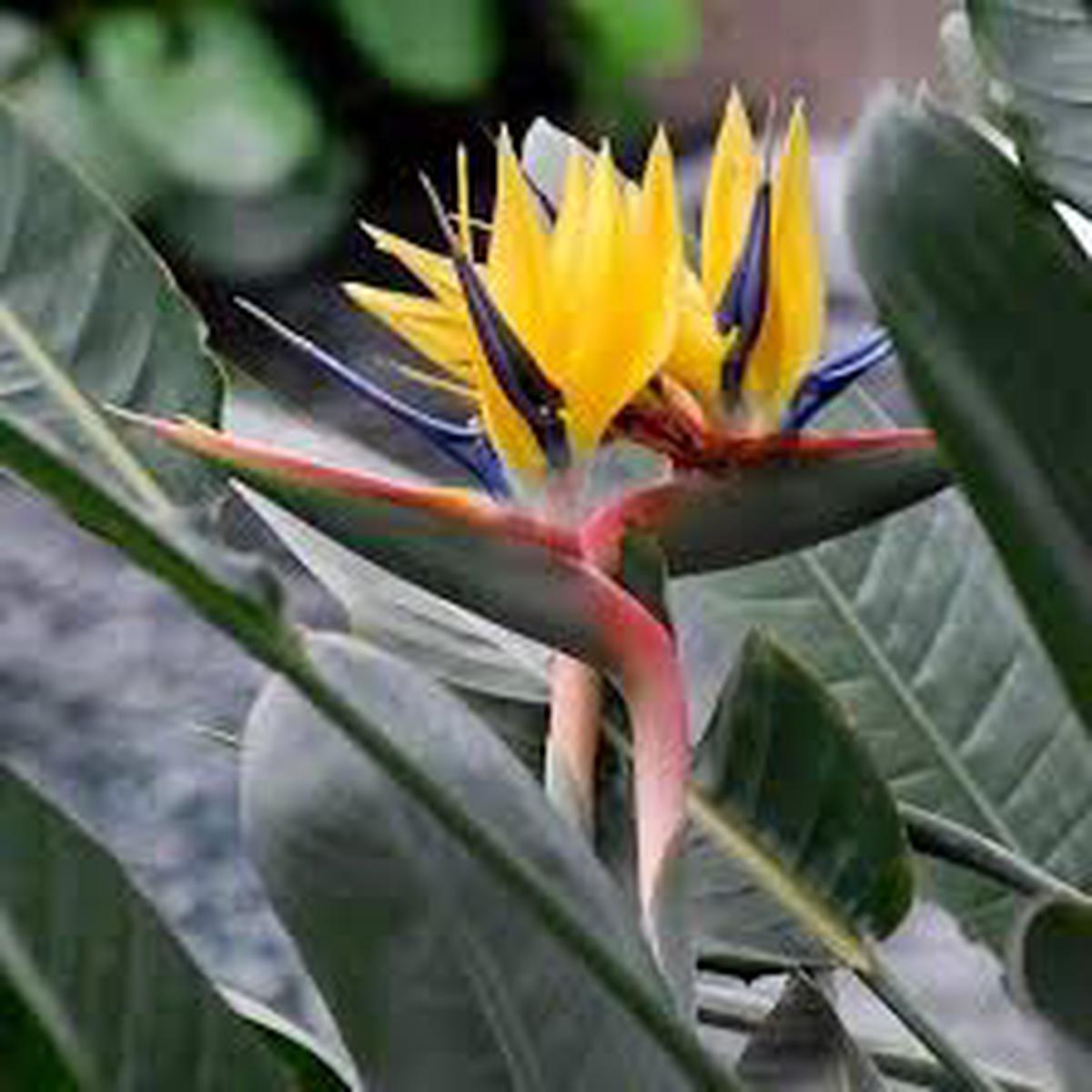 Yellow Strelitzia Flower Seeds for Planting Heirloom, Non-GMO, High Germination Organic Garden Seeds