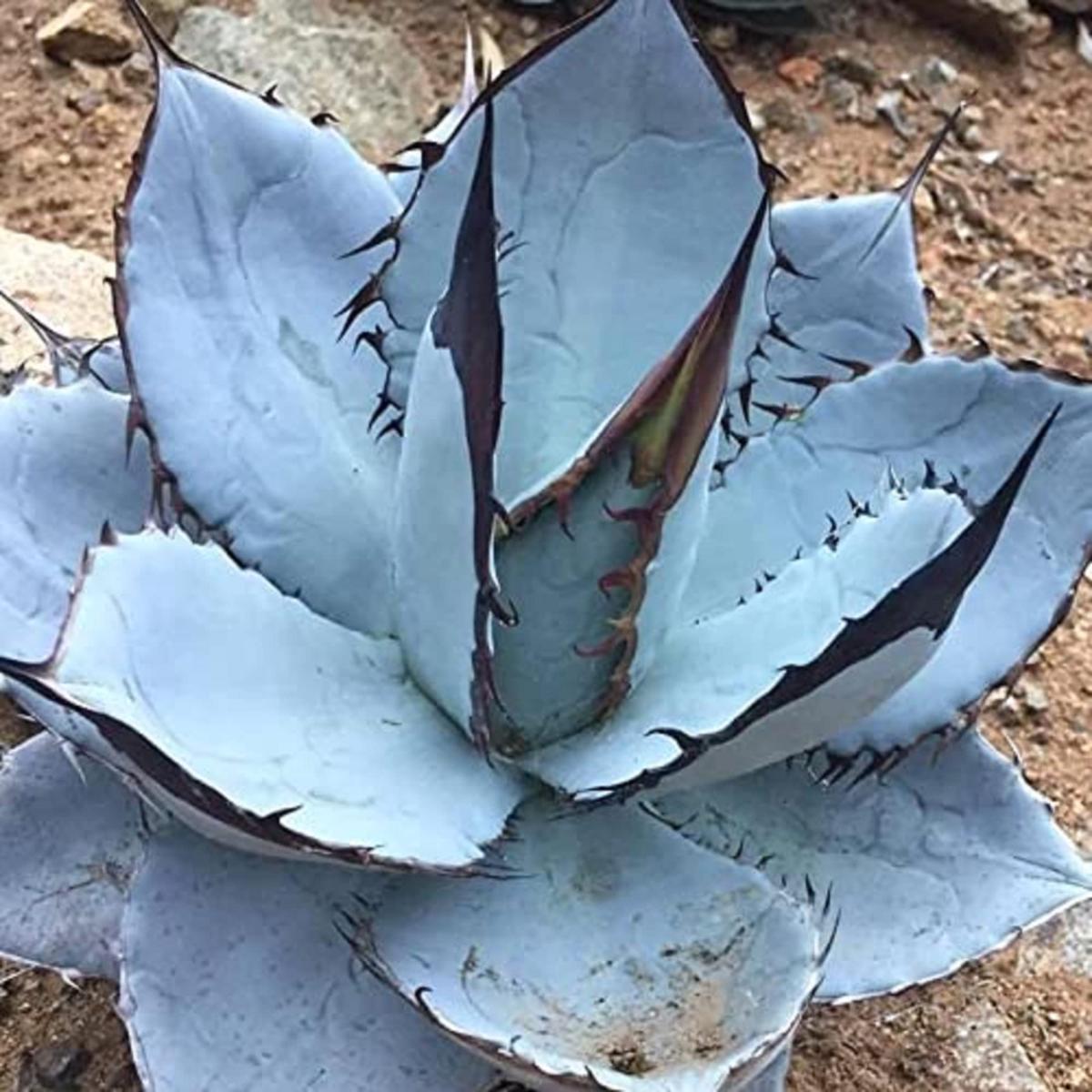 Blue Titanota Flower Seeds for Planting Heirloom, Non-GMO, High Germination Organic Garden Seeds