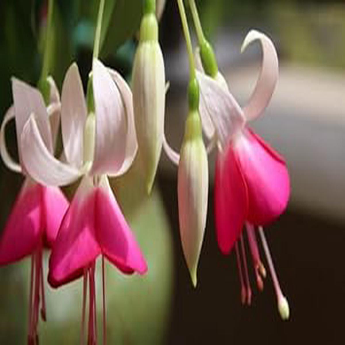 Heirloom Non-GMO White Pink Fuchsia Hybrida Flower Seeds  High Germination Graceful Blooms for Planting
