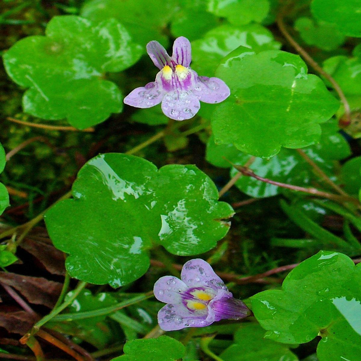 Cymbalaria Muralis Flower Seeds for Planting  Heirloom Non-GMO, High Germination Organic Garden Seeds