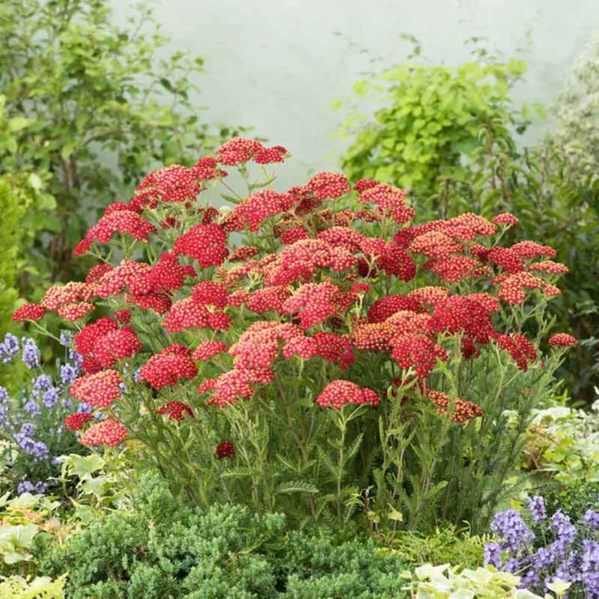 Achillea 'Fanal' Seeds for Planting Heirloom, Non-GMO, Deep Red, Perennial