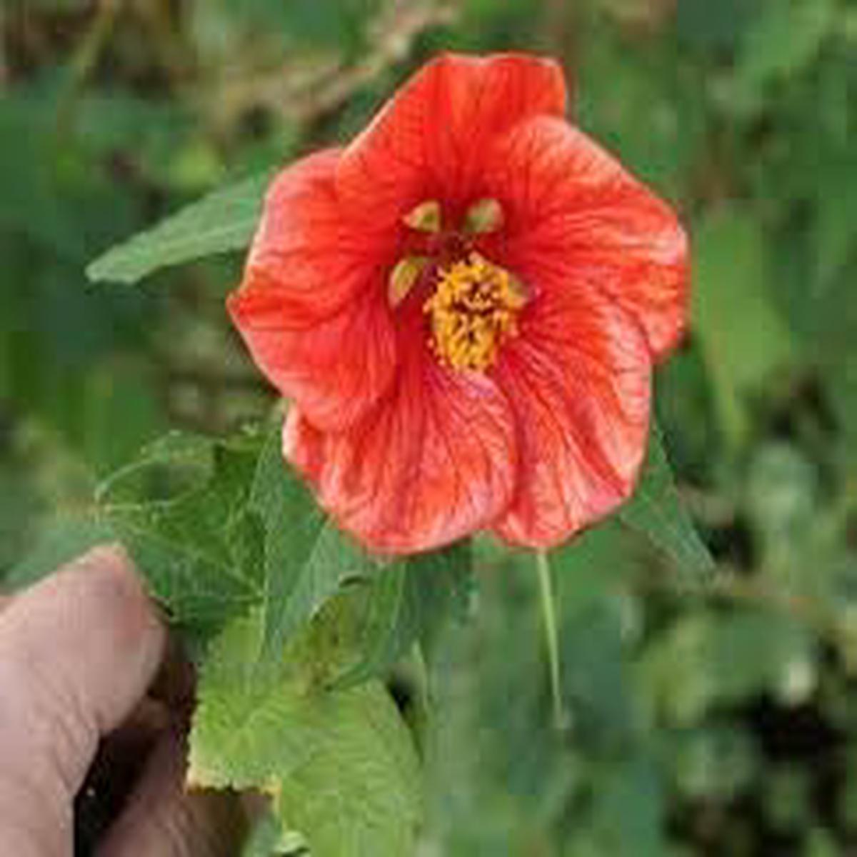 Abutilon Flower Seeds for Planting, 100 pcs