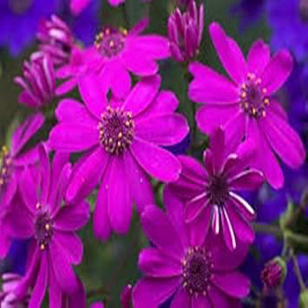 Purple Florists Cineraria Seeds for Planting Organic Heirloom Non-GMO Flower Seeds