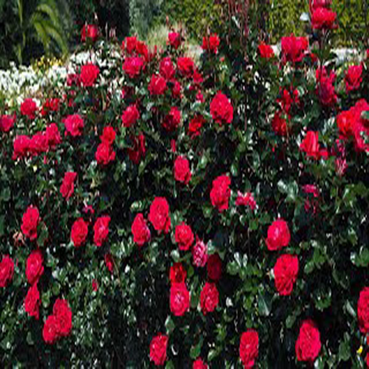 Red Ruby Rose Flower Seeds for Planting – Heirloom, Non-GMO, High Germination Organic Garden Seeds